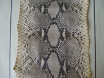 Python Snakeskin Markings 2